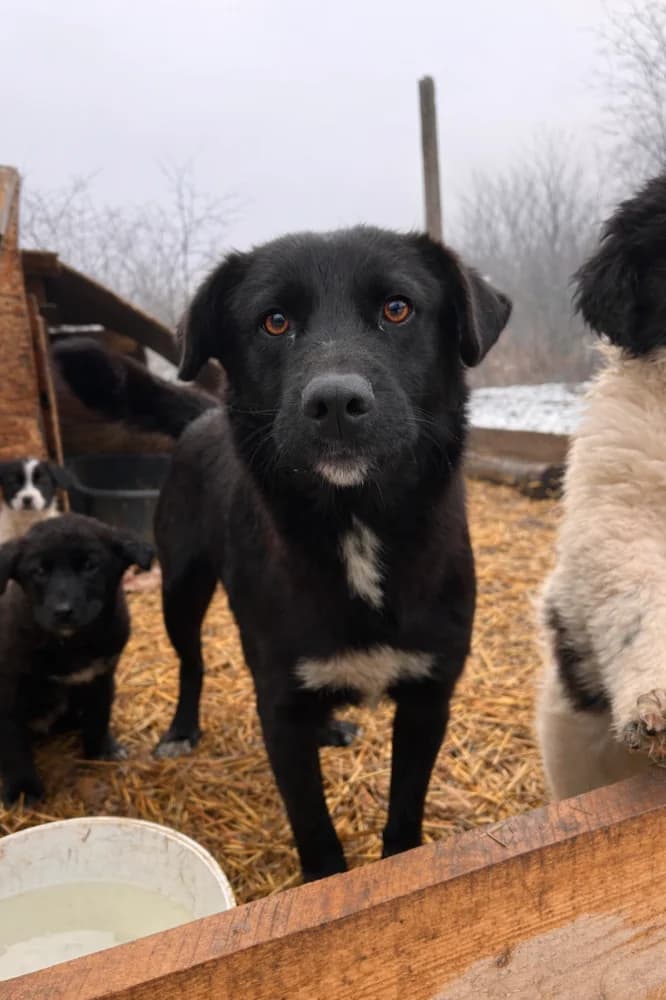 Polly, female 4yo Mixed Breed for adoption at Hope for Future e.V.