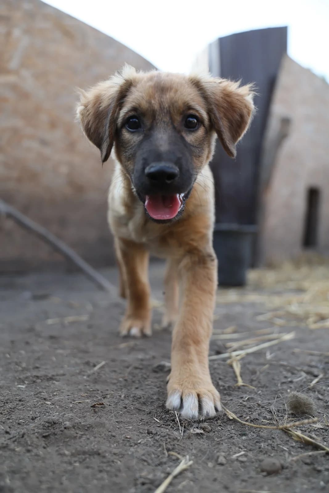 Pommes, male puppy Mixed Breed for adoption at Hope for Future e.V.
