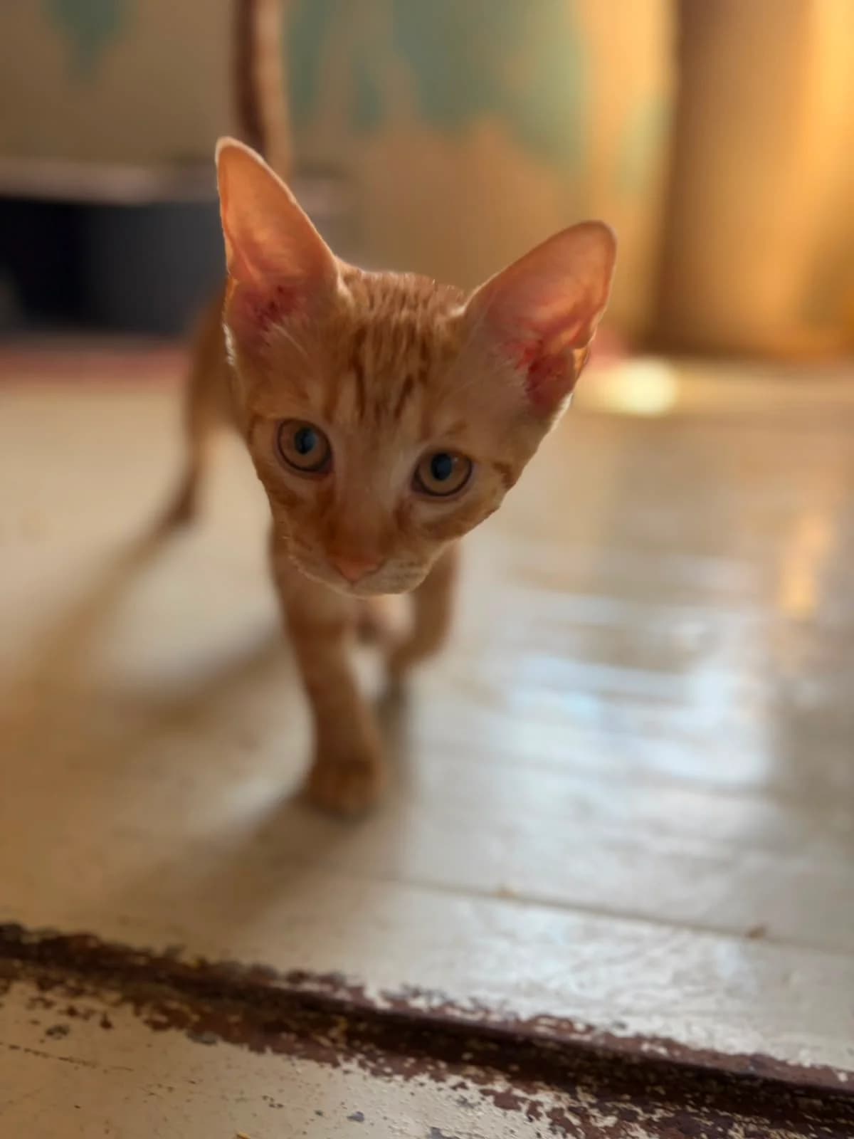 Pumpkin, male puppy Mixed Breed for adoption at Hope for Future e.V.