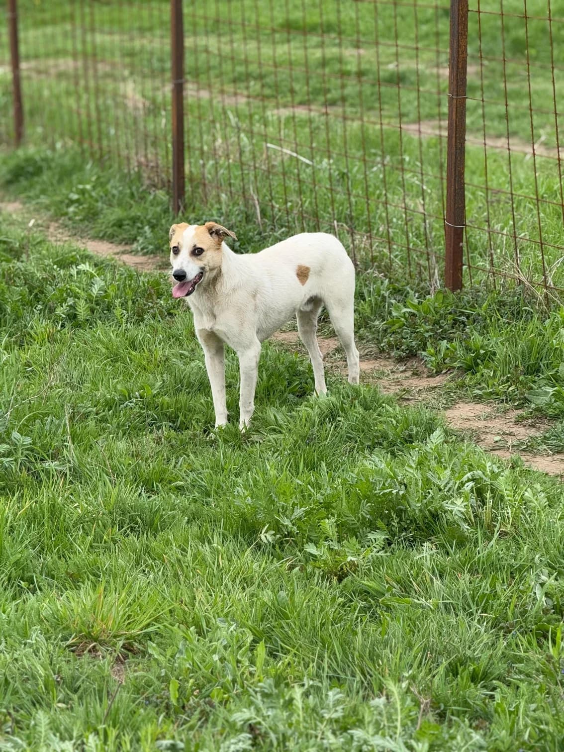 Quinn, male 4yo Mixed Breed for adoption at Hope for Future e.V.