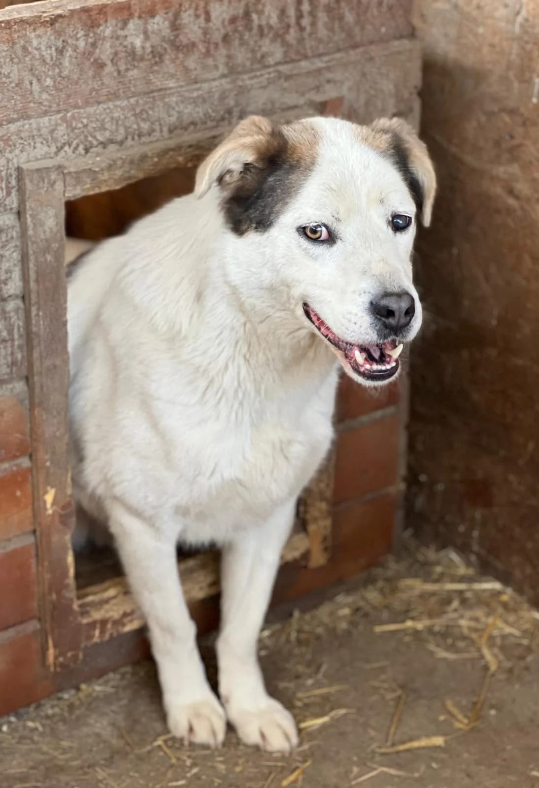 Ragnar, male 7yo Mixed Breed for adoption at Hope for Future e.V.
