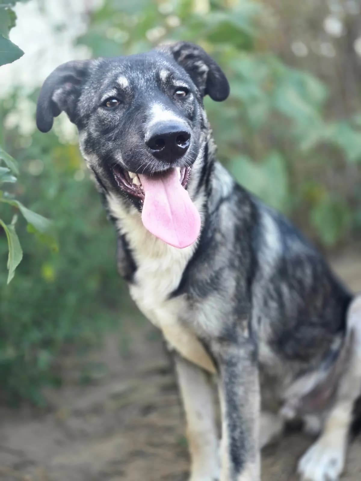 Ramos, male puppy Mixed Breed for adoption at Hope for Future e.V.