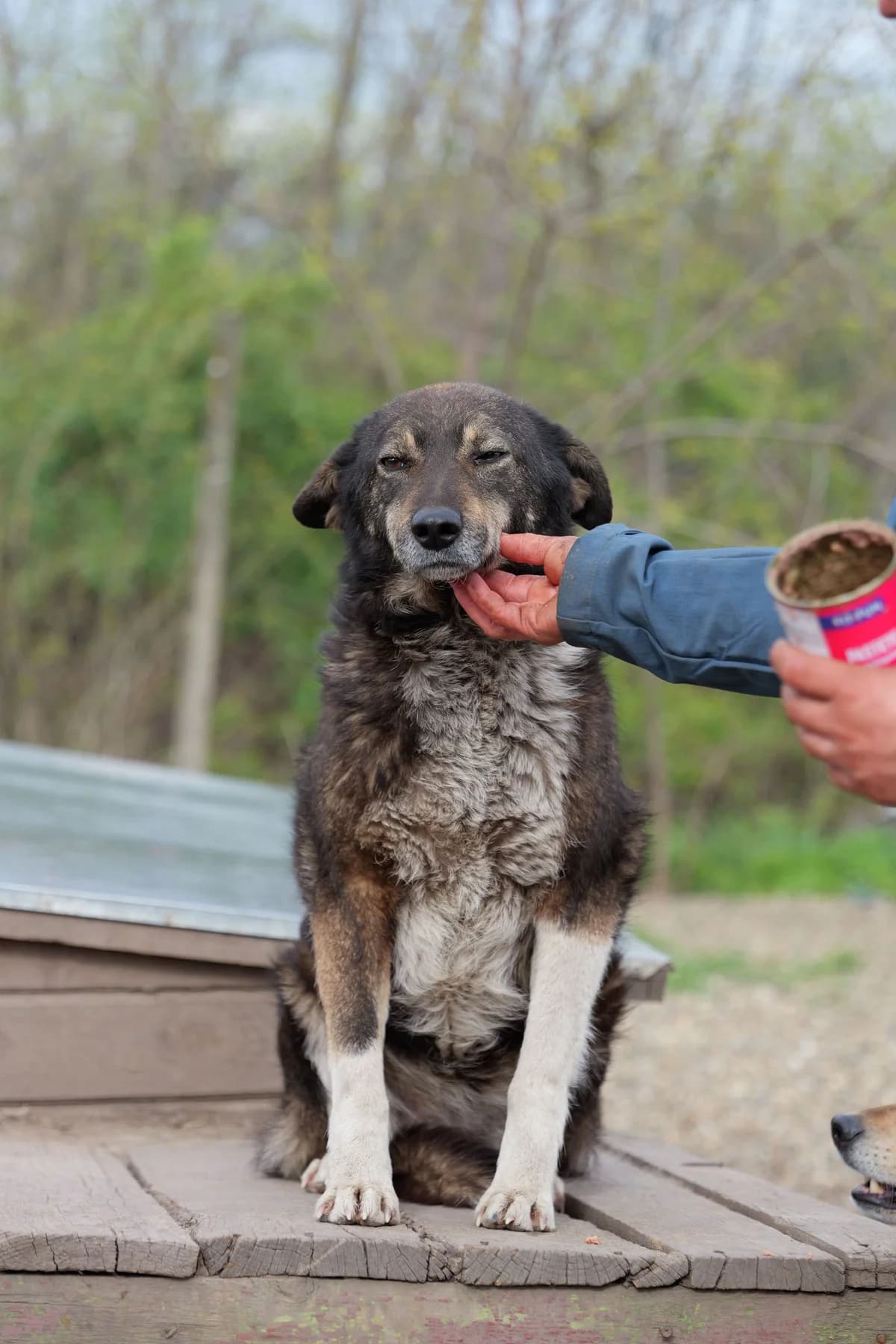 Ravenna, female 6yo Mixed Breed for adoption at Hope for Future e.V.