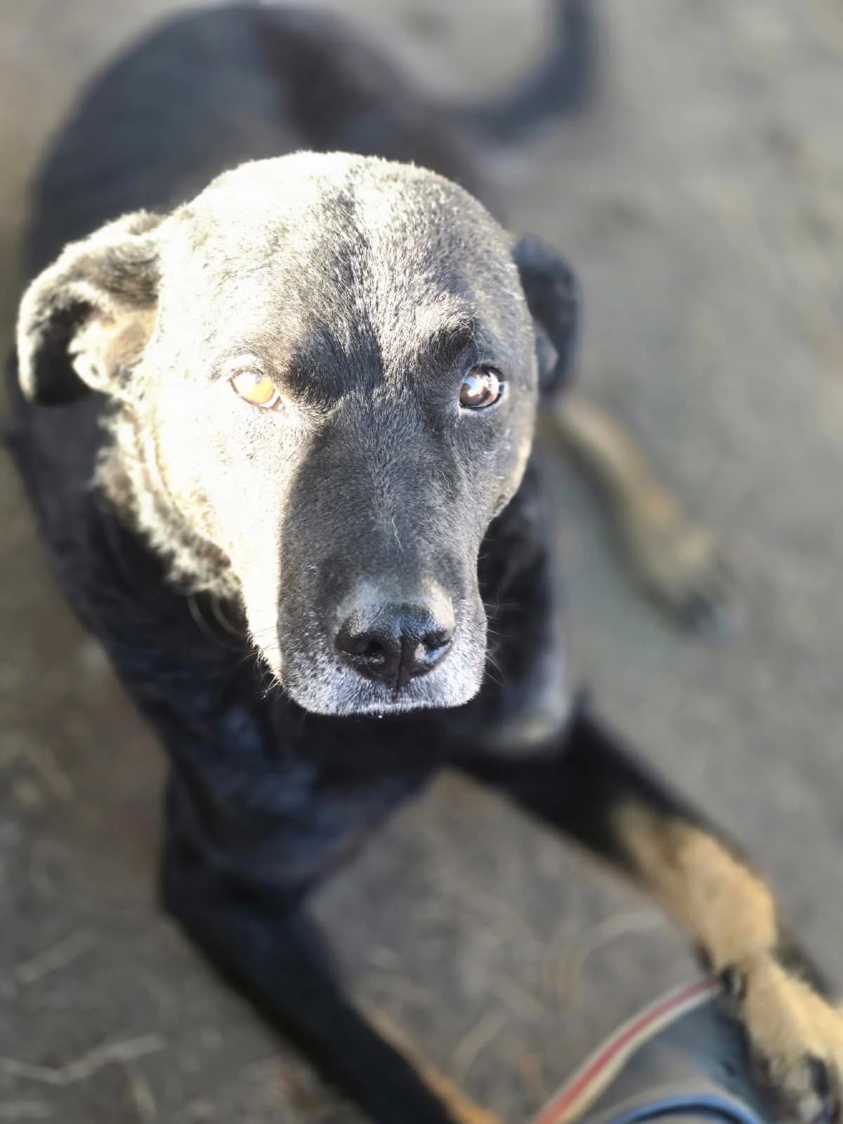 Resi, female 6yo Mixed Breed for adoption at Hope for Future e.V.
