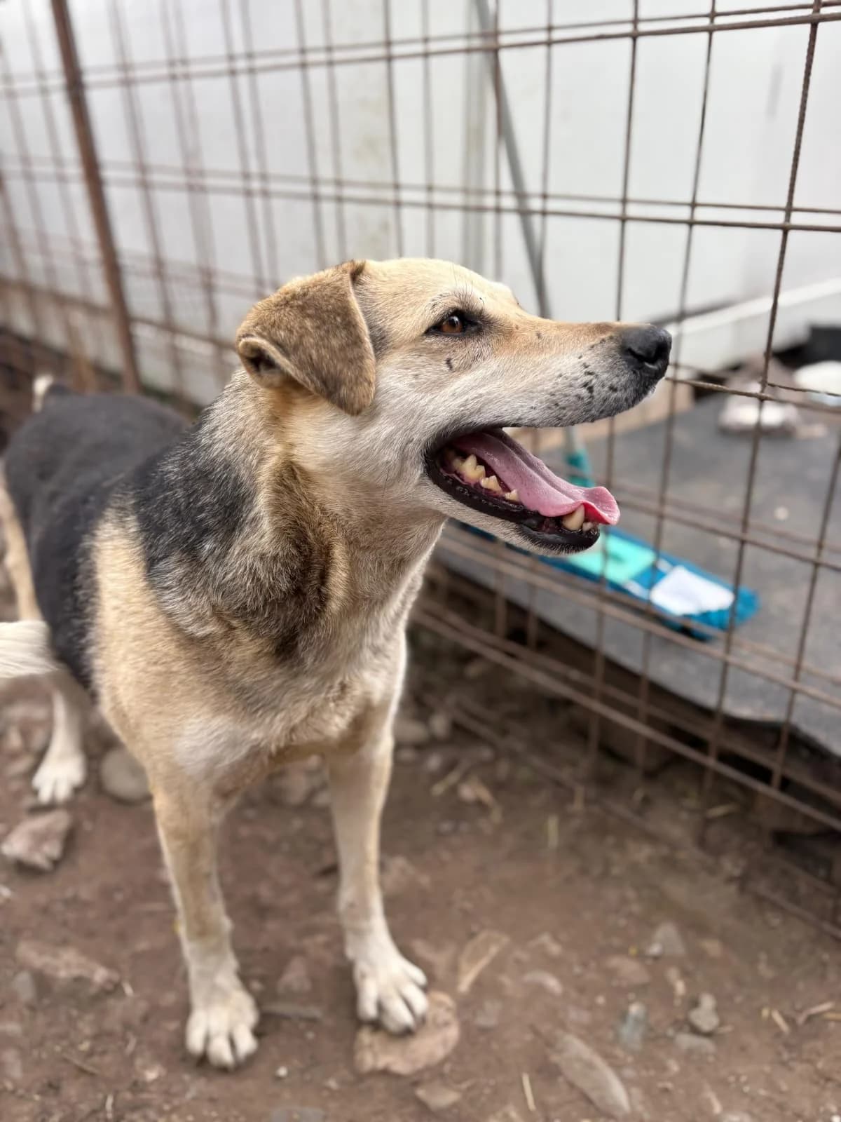 Rex (Veto), male senior Mixed Breed for adoption at Hope for Future e.V.