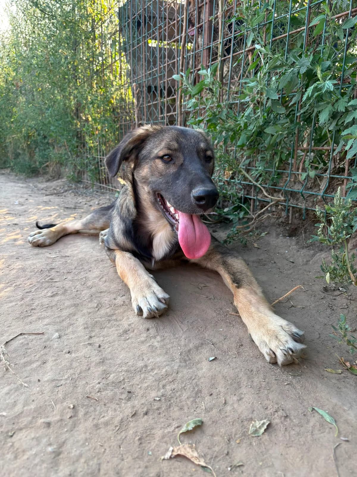 Roman, male puppy Mixed Breed for adoption at Hope for Future e.V.
