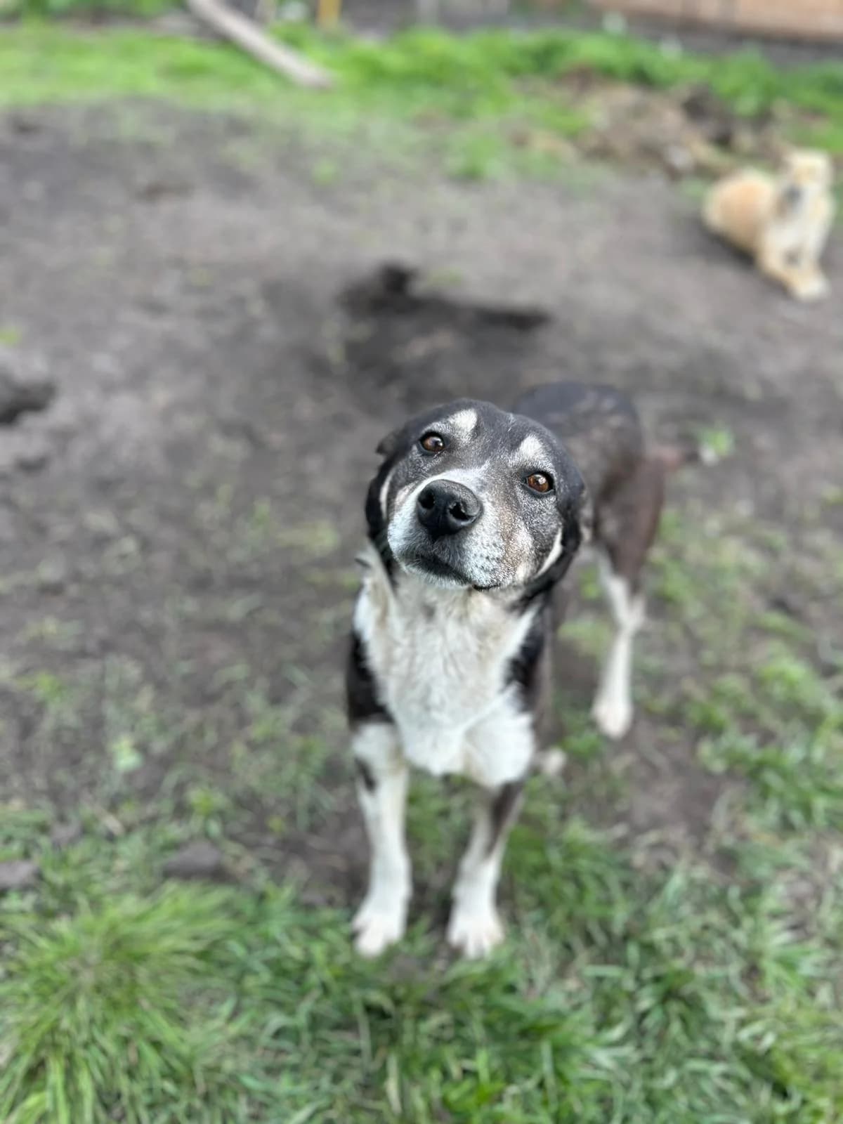 Romina, female 4yo Mixed Breed for adoption at Hope for Future e.V.