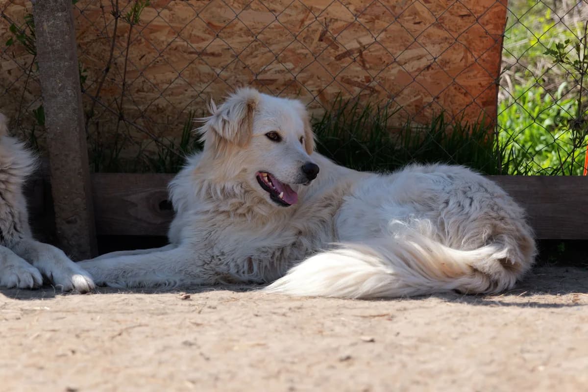 Ron, male young Mixed Breed for adoption at Hope for Future e.V.