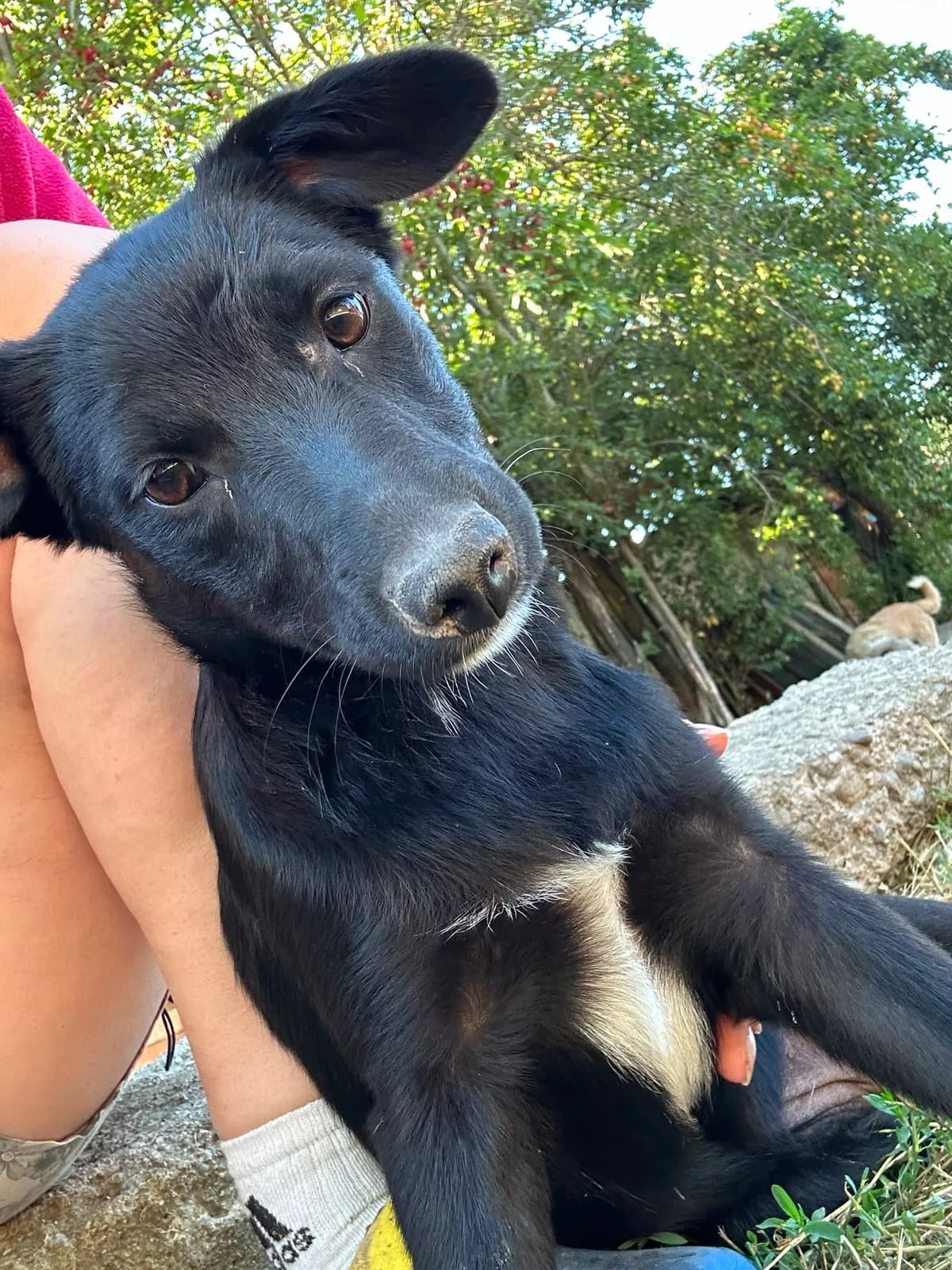 Ronia, puppy Mixed Breed for adoption at Hope for Future e.V.