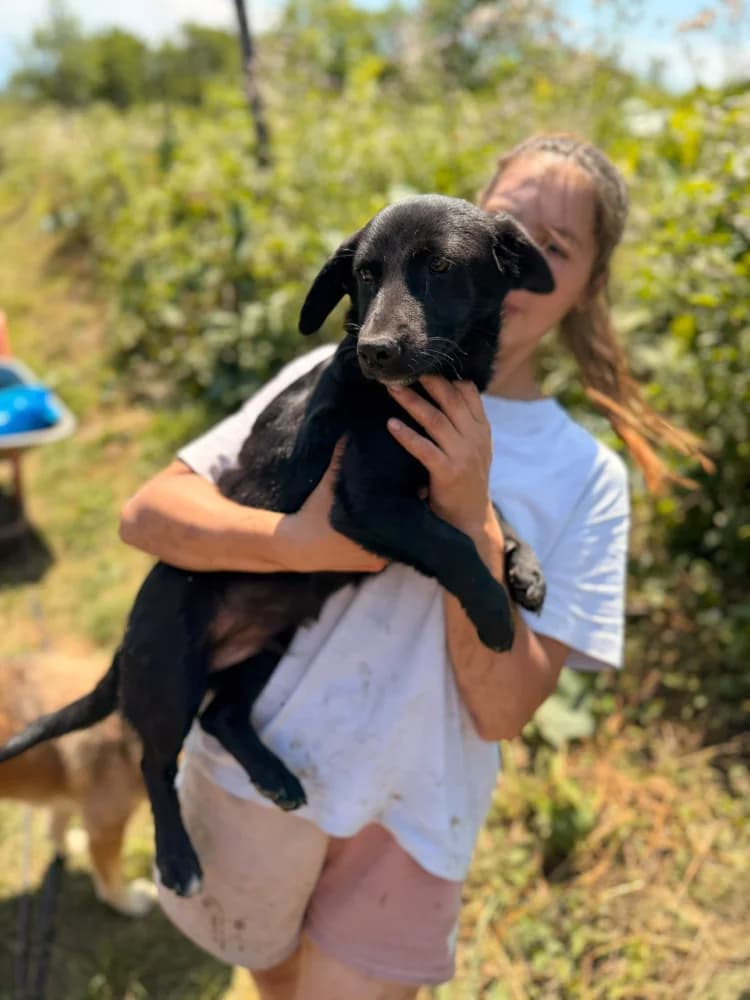 Ronny, male puppy Mixed Breed for adoption at Hope for Future e.V.