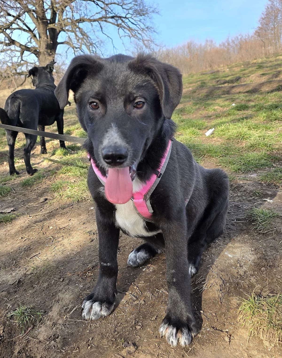 Hermy, schwarz puppy Mixed Breed for adoption at Hope for Future e.V.