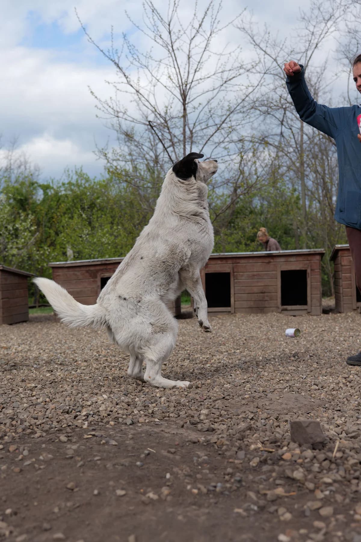 Rosine, female 5yo Mixed Breed for adoption at Hope for Future e.V.
