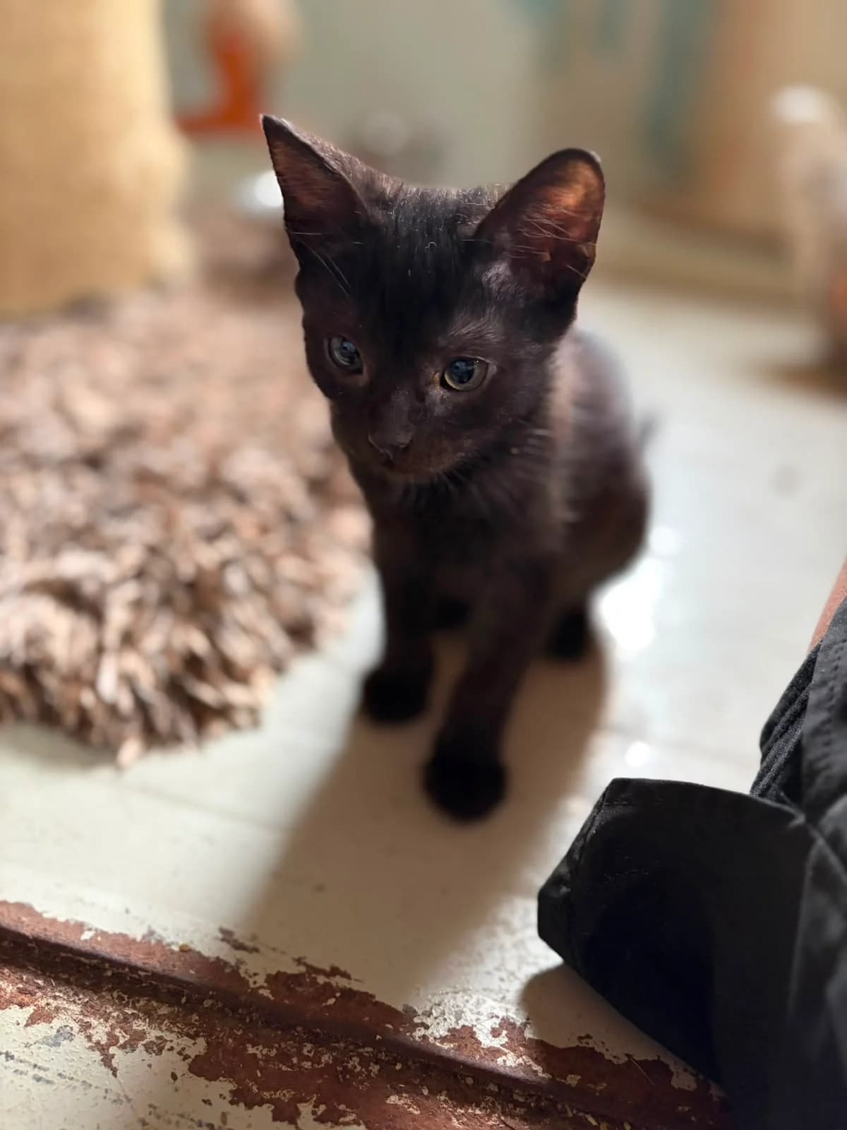 Salem, male puppy Mixed Breed for adoption at Hope for Future e.V.