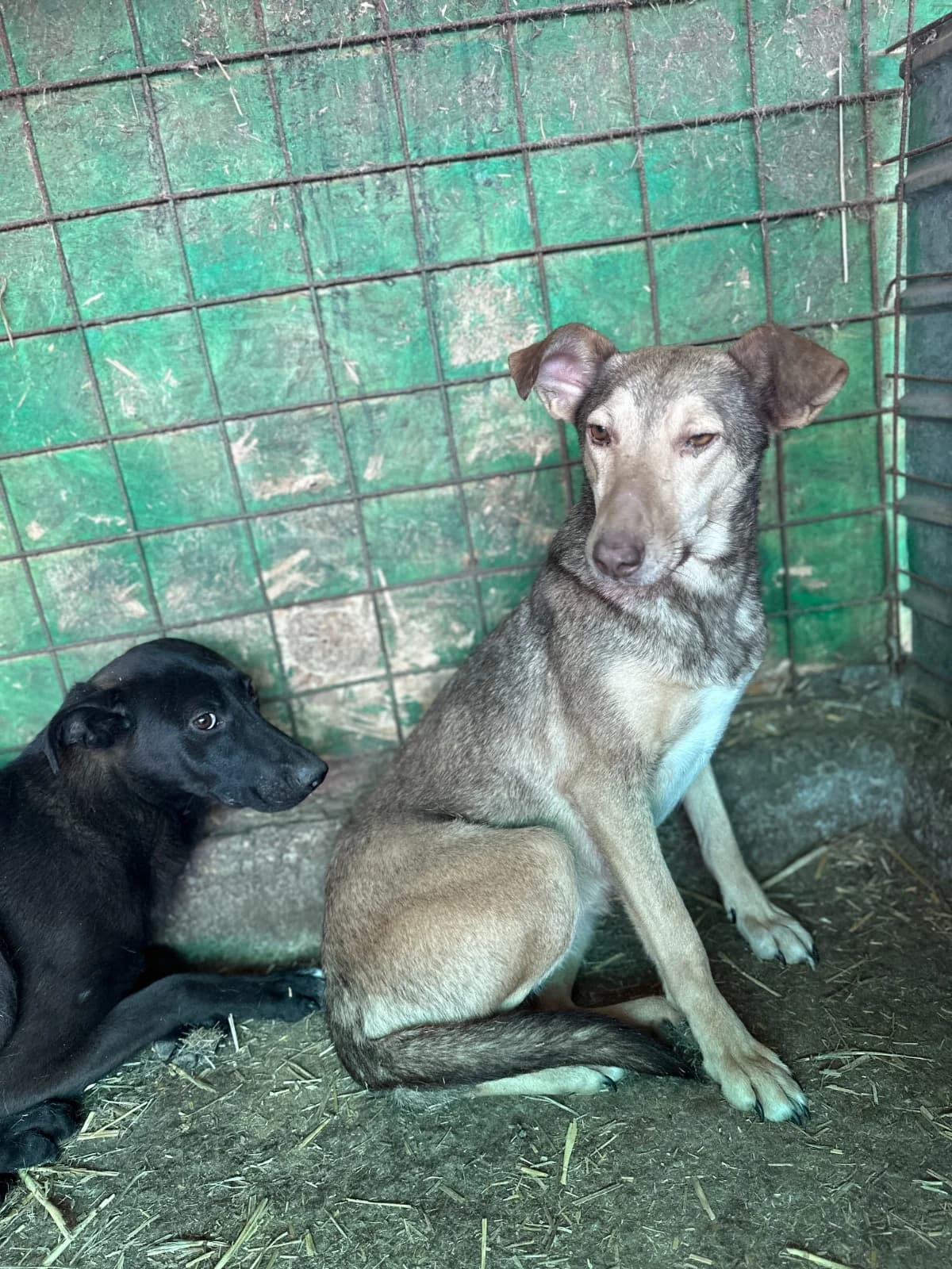 Sally, female 6yo Mixed Breed for adoption at Hope for Future e.V.