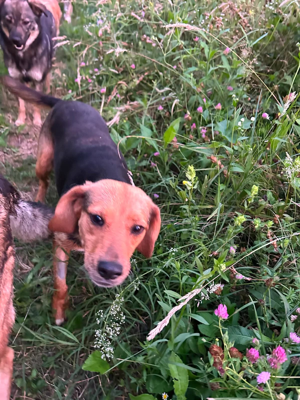 Samira, female young Mixed Breed for adoption at Hope for Future e.V.