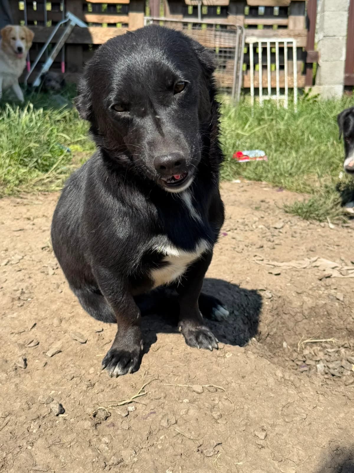 Sandro, male young Mixed Breed for adoption at Hope for Future e.V.