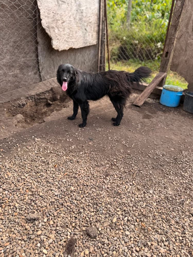 Santa, female young Mixed Breed for adoption at Hope for Future e.V.