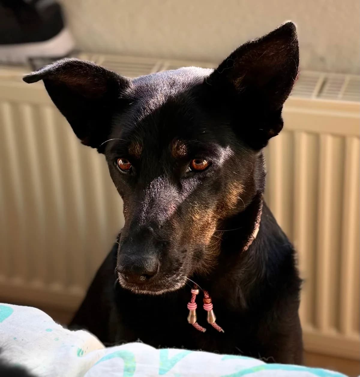 Sarina, female 4yo Mixed Breed for adoption at Hope for Future e.V.