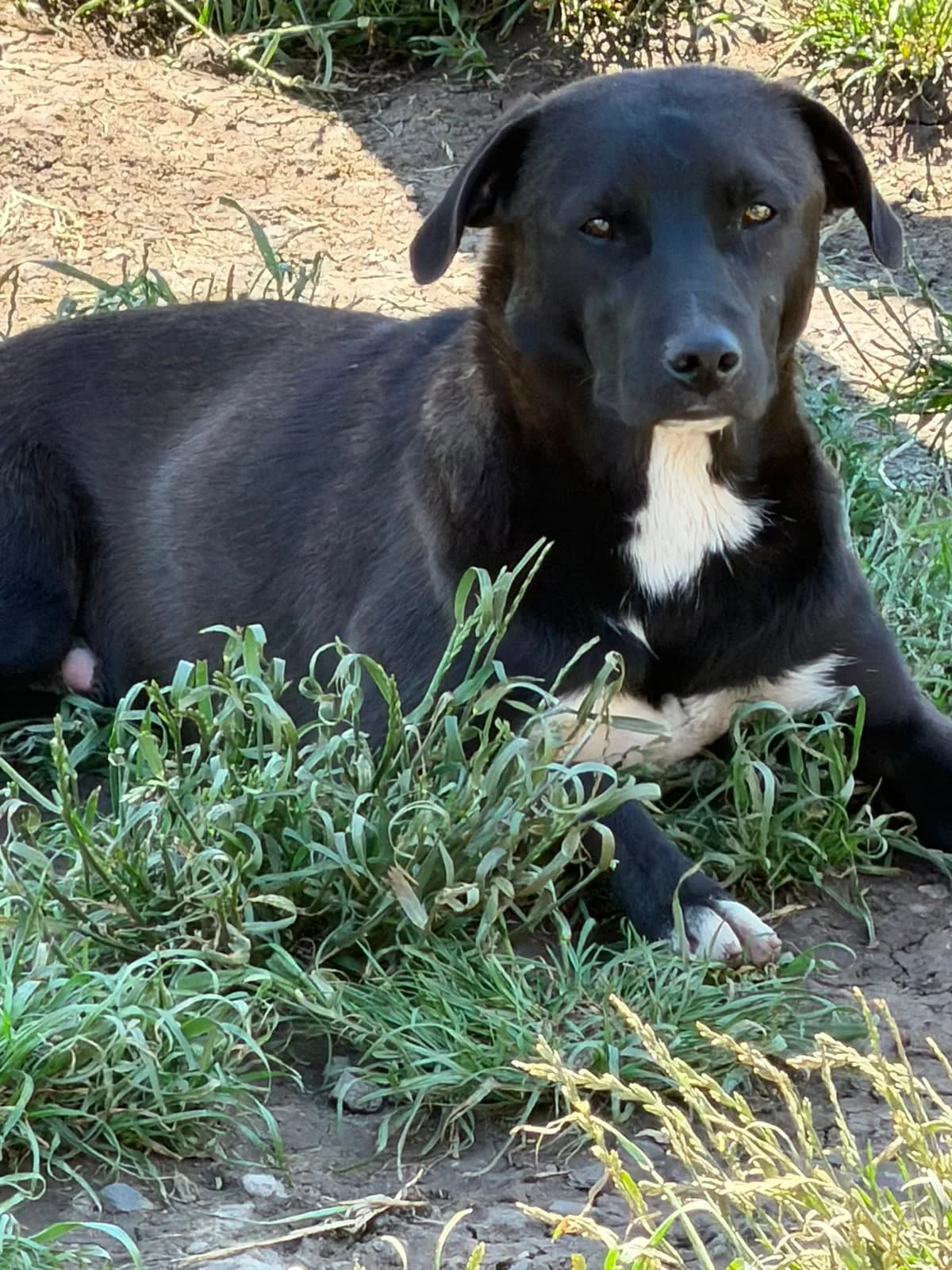 Sascha, male young Mixed Breed for adoption at Hope for Future e.V.