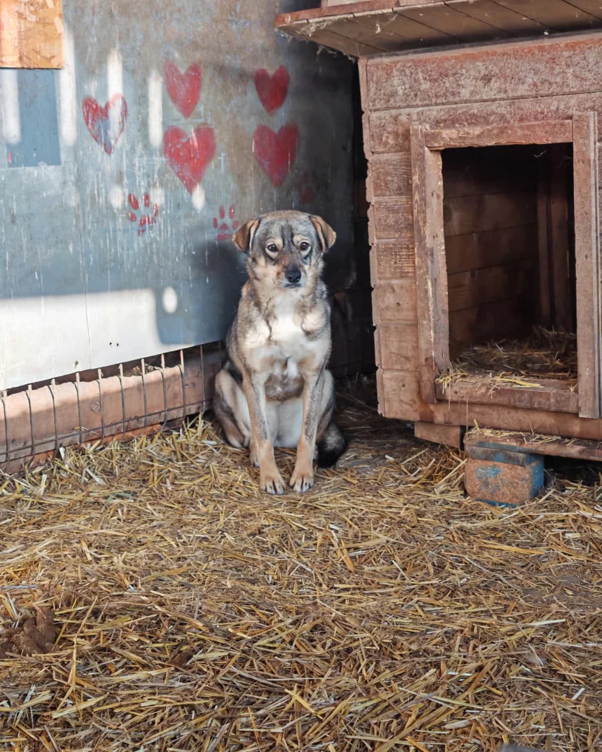 Shari, female 3yo Mixed Breed for adoption at Hope for Future e.V.
