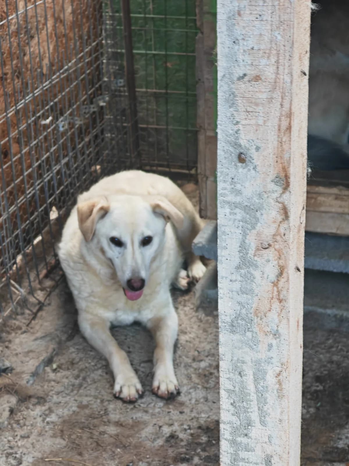 Shira, female senior Mixed Breed for adoption at Hope for Future e.V.