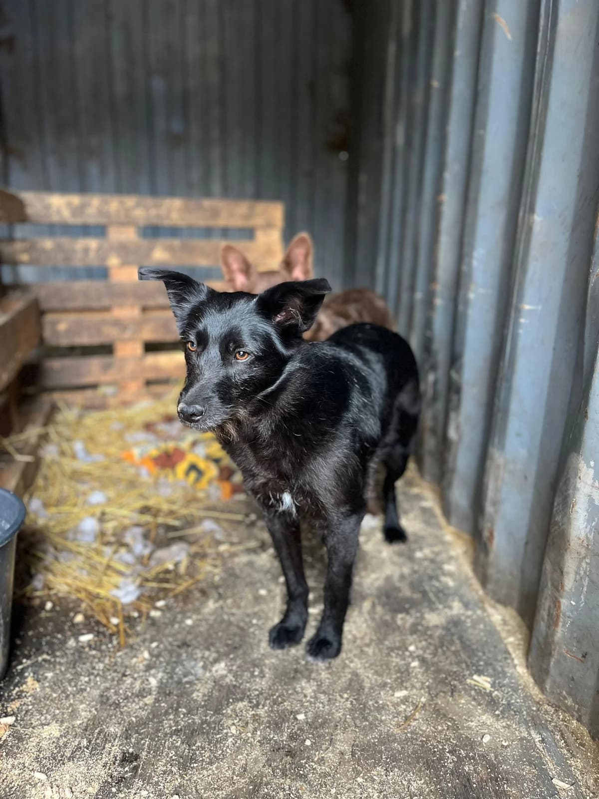 Siana, young Mixed Breed for adoption at Hope for Future e.V.