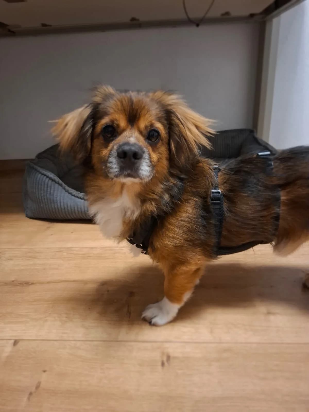 Siggi, male 7yo Mixed Breed for adoption at Hope for Future e.V.