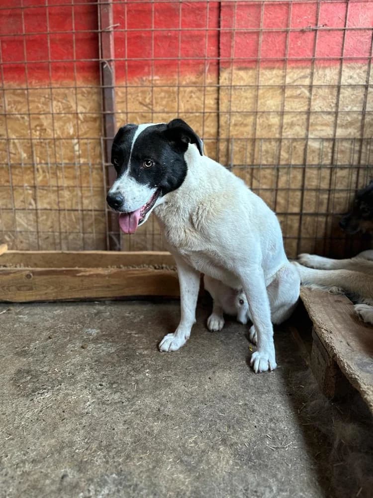 Sirius, male senior Mixed Breed for adoption at Hope for Future e.V.
