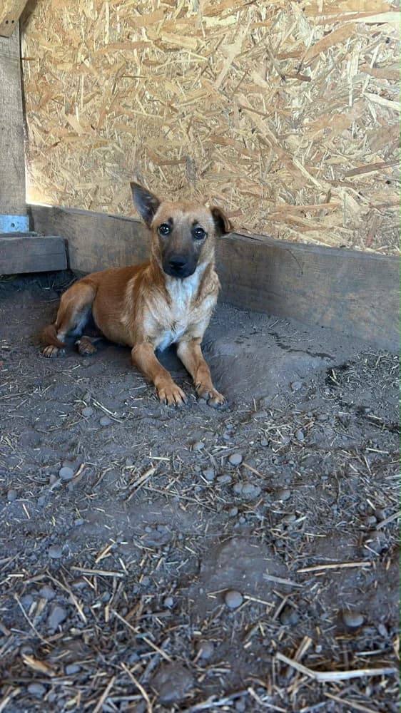 Sissi, female young Mixed Breed for adoption at Hope for Future e.V.
