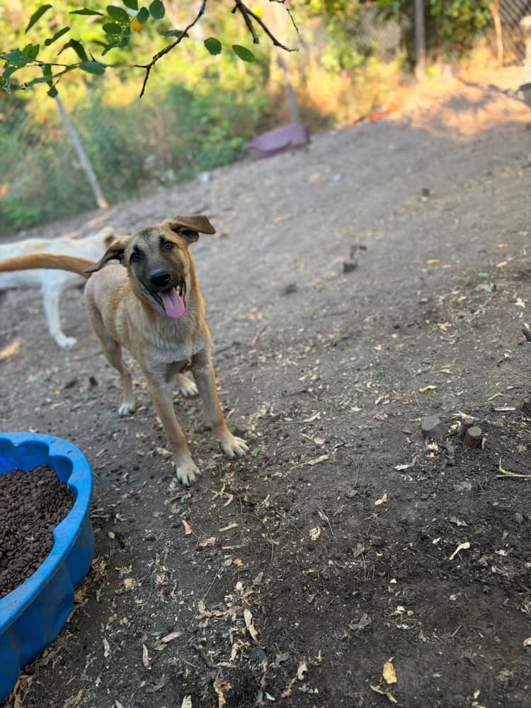Snickers, male puppy Mixed Breed for adoption at Hope for Future e.V.