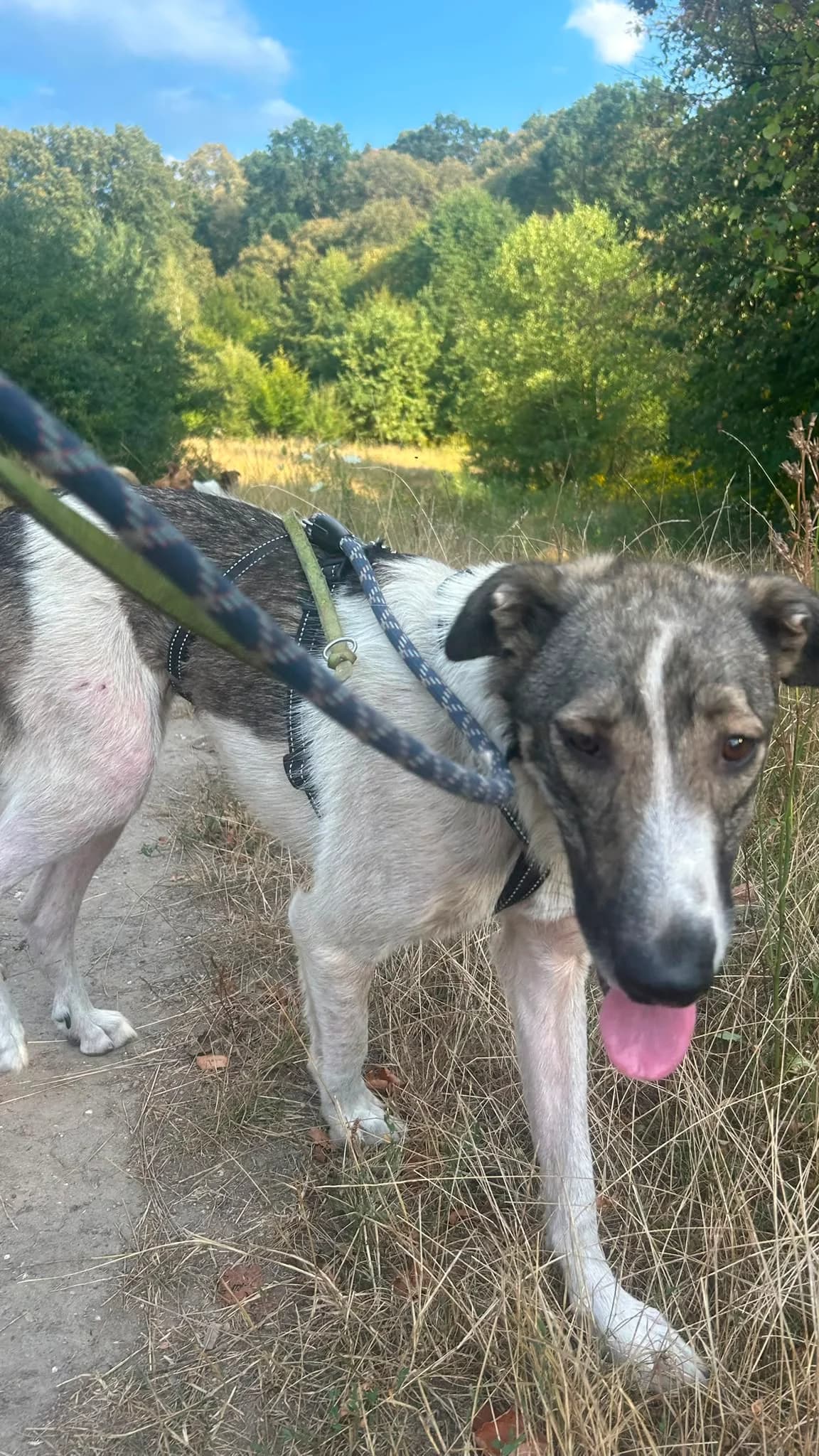 Sokka, male young Mixed Breed for adoption at Hope for Future e.V.