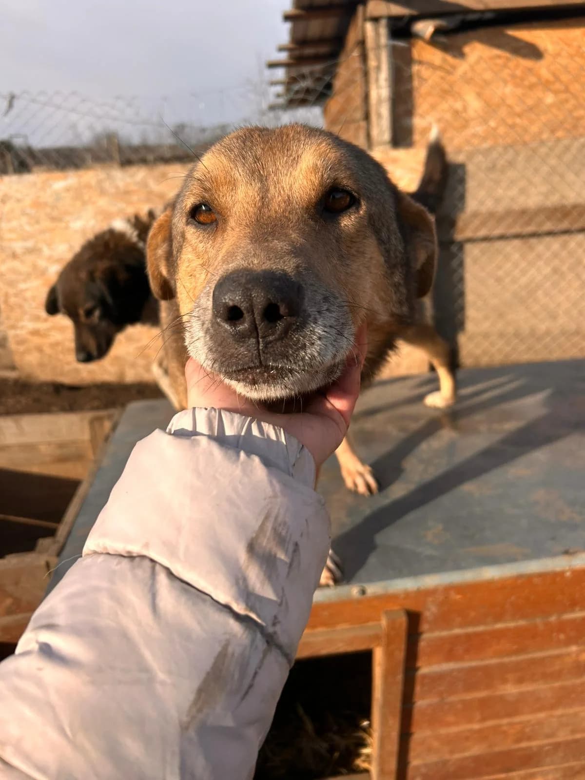 Stufi, male senior Mixed Breed for adoption at Hope for Future e.V.