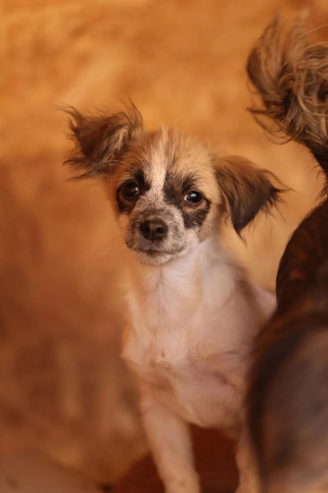 Suki, male puppy Mixed Breed for adoption at Hope for Future e.V.