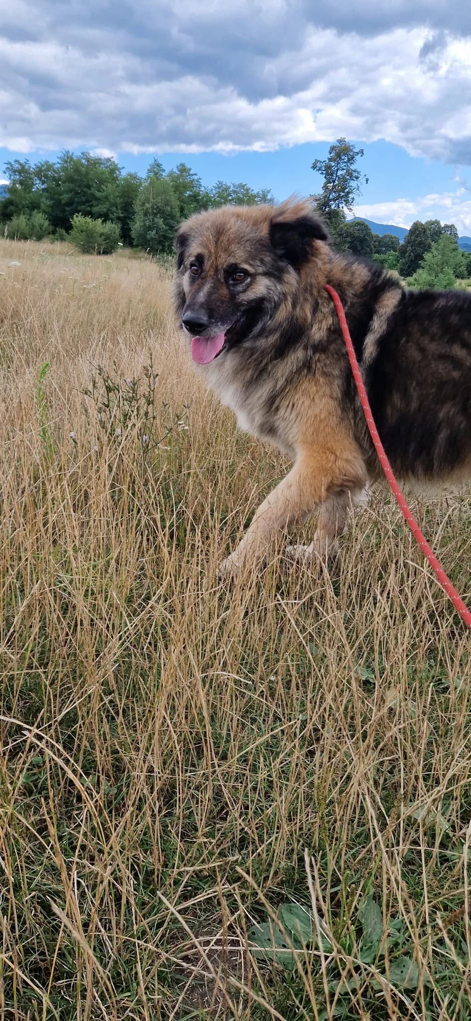 Sulley, 5yo Mixed Breed for adoption at Hope for Future e.V.