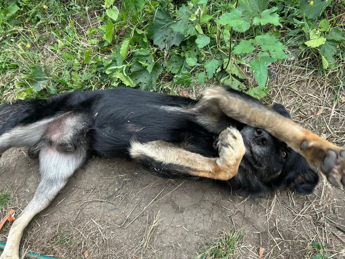 Sven, male 6yo Mixed Breed for adoption at Hope for Future e.V.
