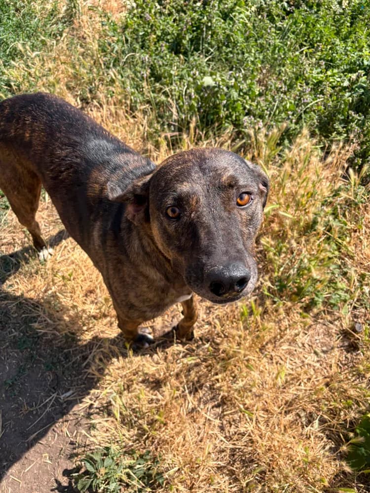 Swifty, male 3yo Mixed Breed for adoption at Hope for Future e.V.