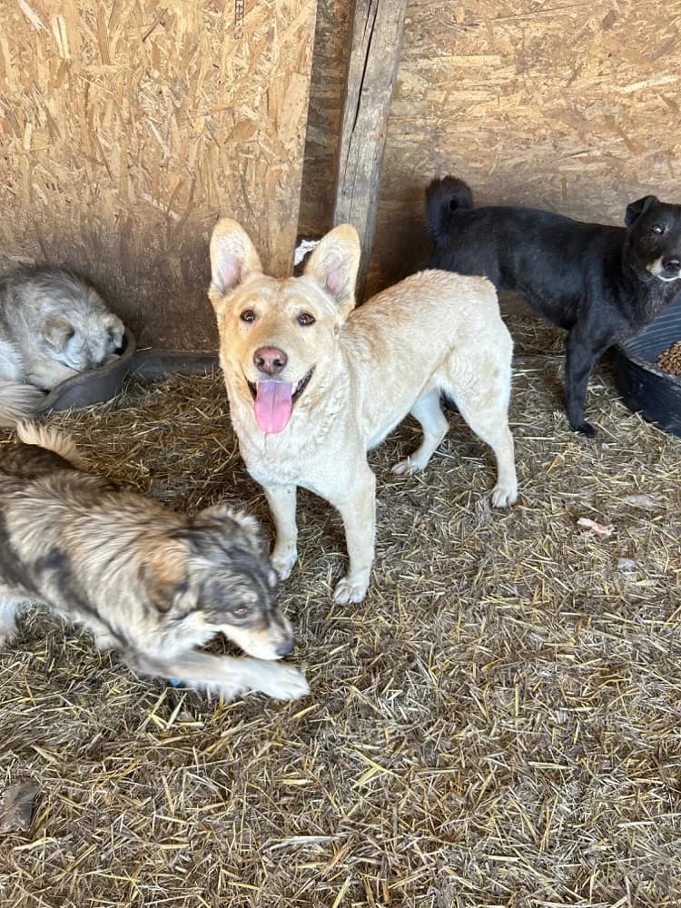 Taina, female young Mixed Breed for adoption at Hope for Future e.V.
