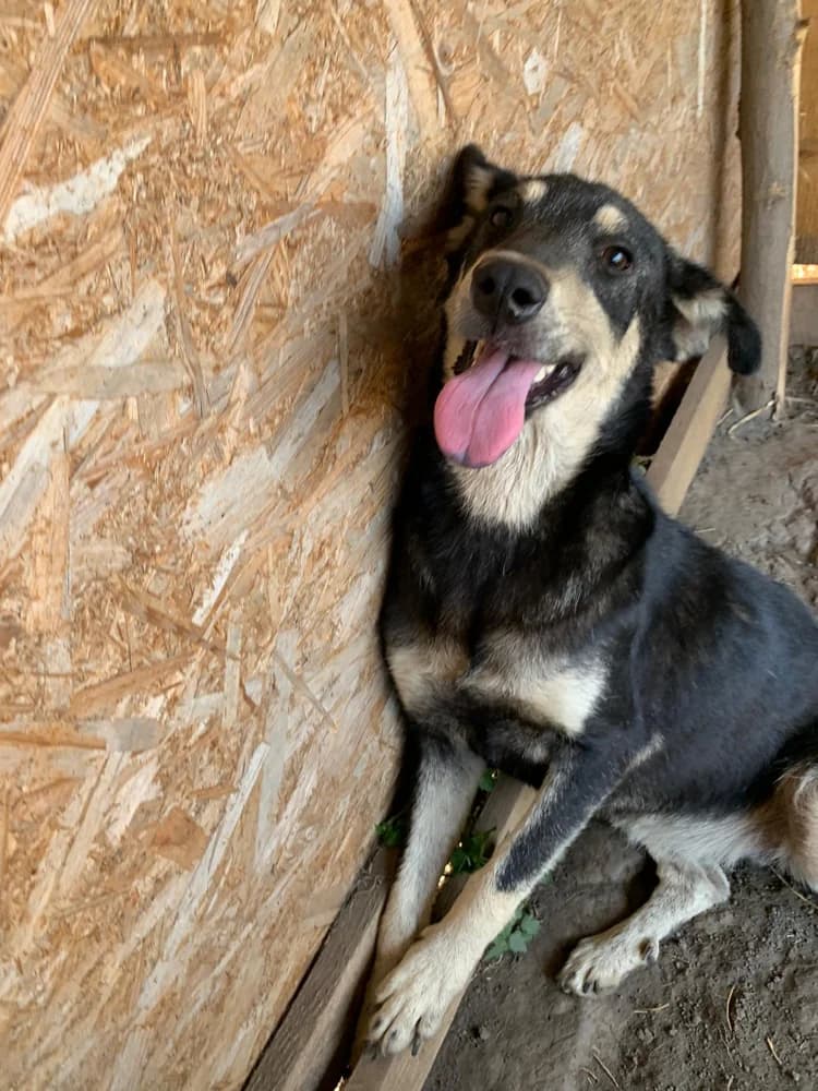 Tara, female 4yo Mixed Breed for adoption at Hope for Future e.V.