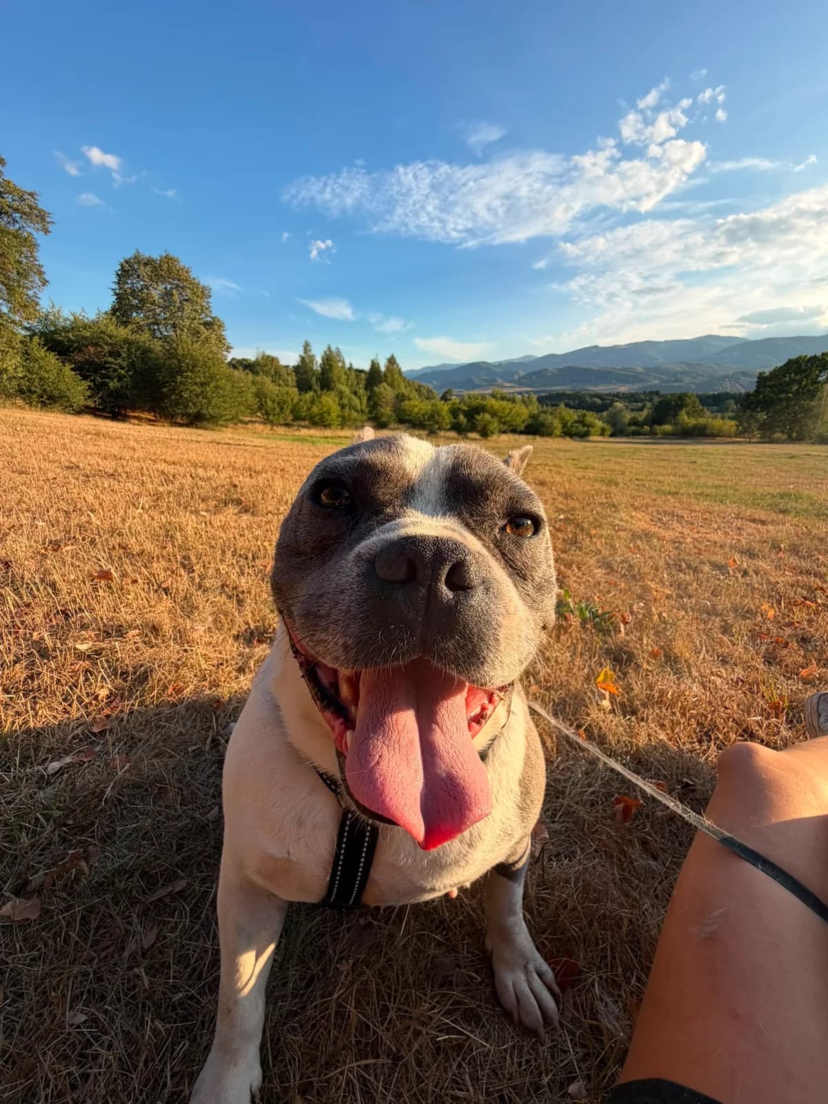 Terra, male 6yo Mixed Breed for adoption at Hope for Future e.V.