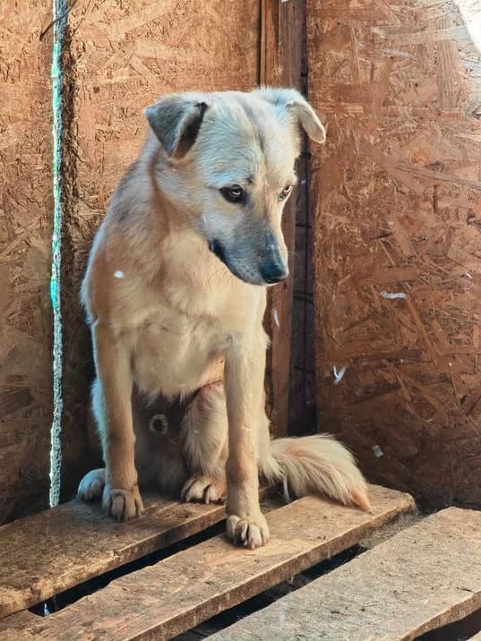Terrence, male 4yo Mixed Breed for adoption at Hope for Future e.V.
