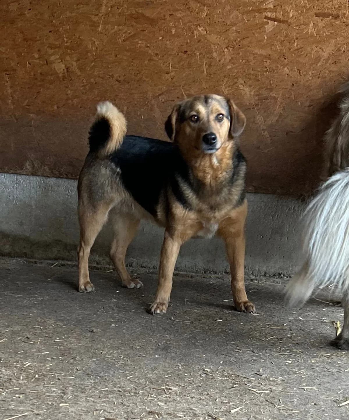 Theo, male 3yo Mixed Breed for adoption at Hope for Future e.V.