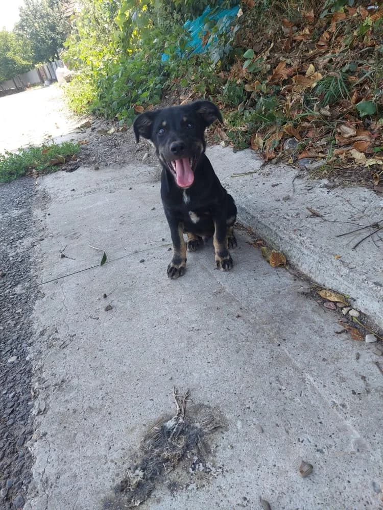 Theo, male 3yo Mixed Breed for adoption at Hope for Future e.V.