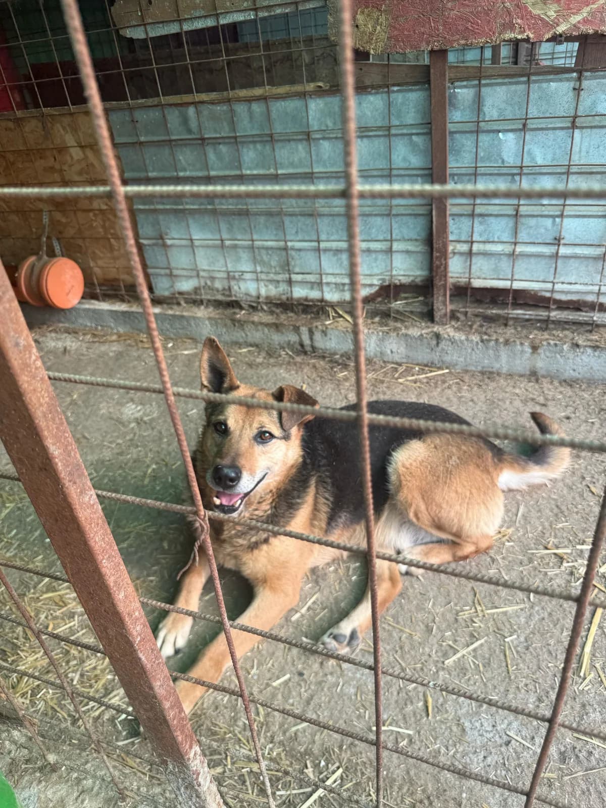 Thor, male senior Mixed Breed for adoption at Hope for Future e.V.