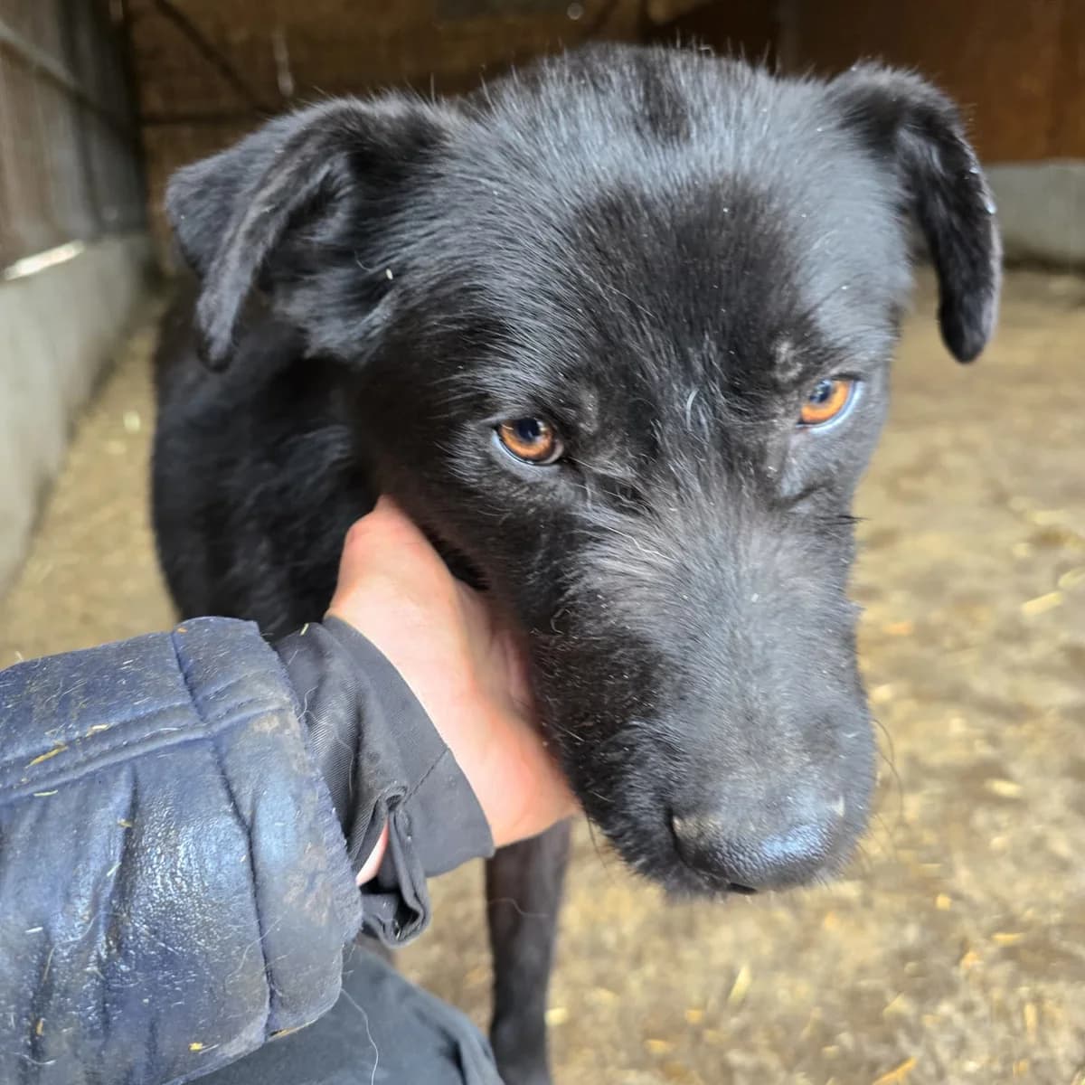 Tiffy, 5yo Mixed Breed for adoption at Hope for Future e.V.