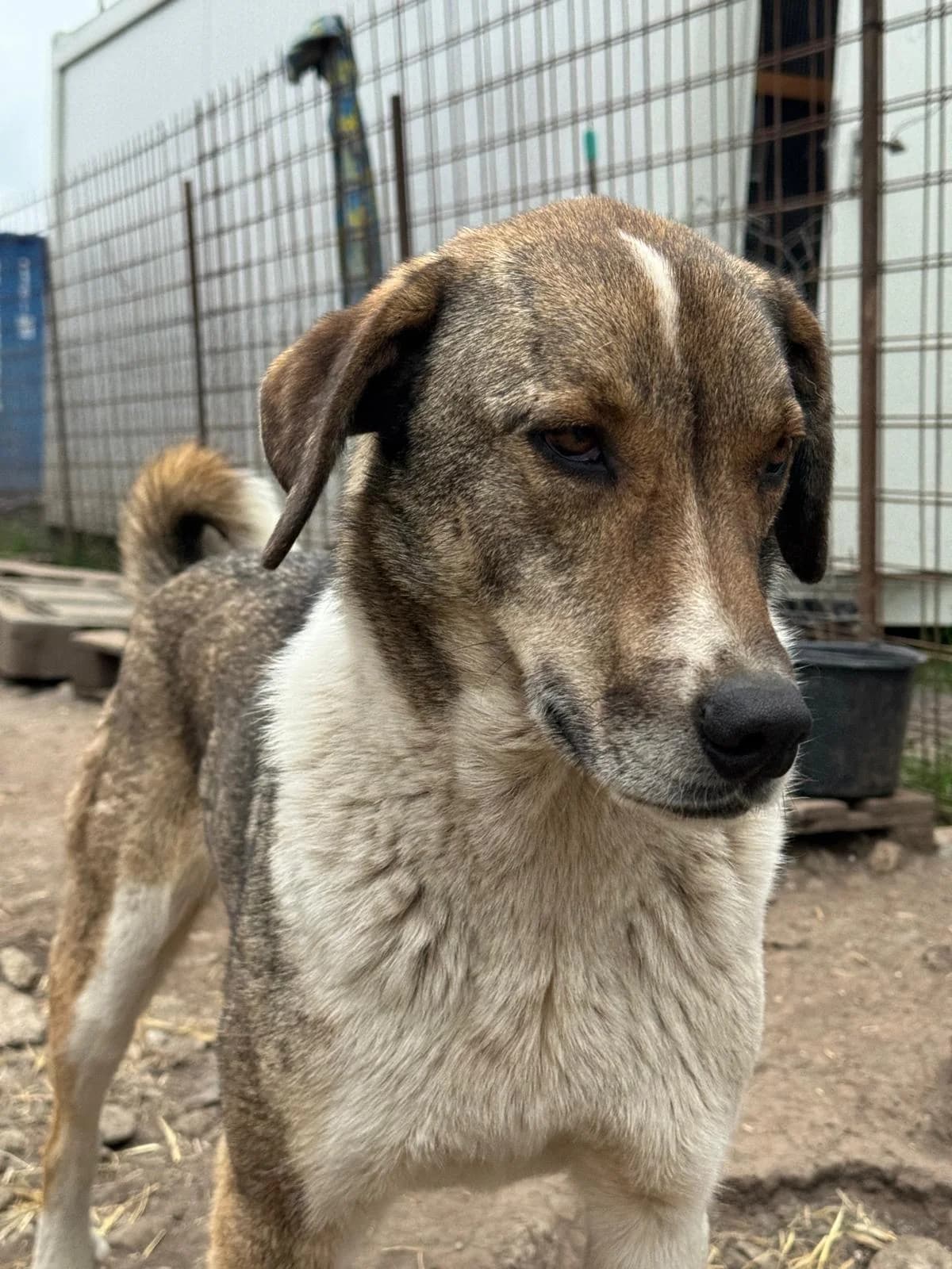Timo, male 3yo Mixed Breed for adoption at Hope for Future e.V.