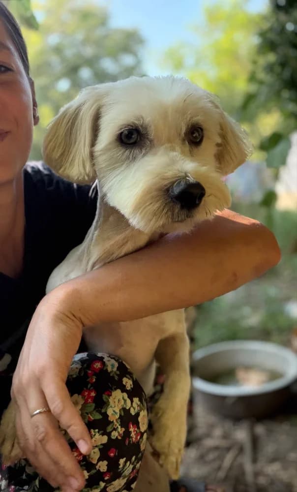 Olli, male young Mixed Breed for adoption at Hope for Future e.V.