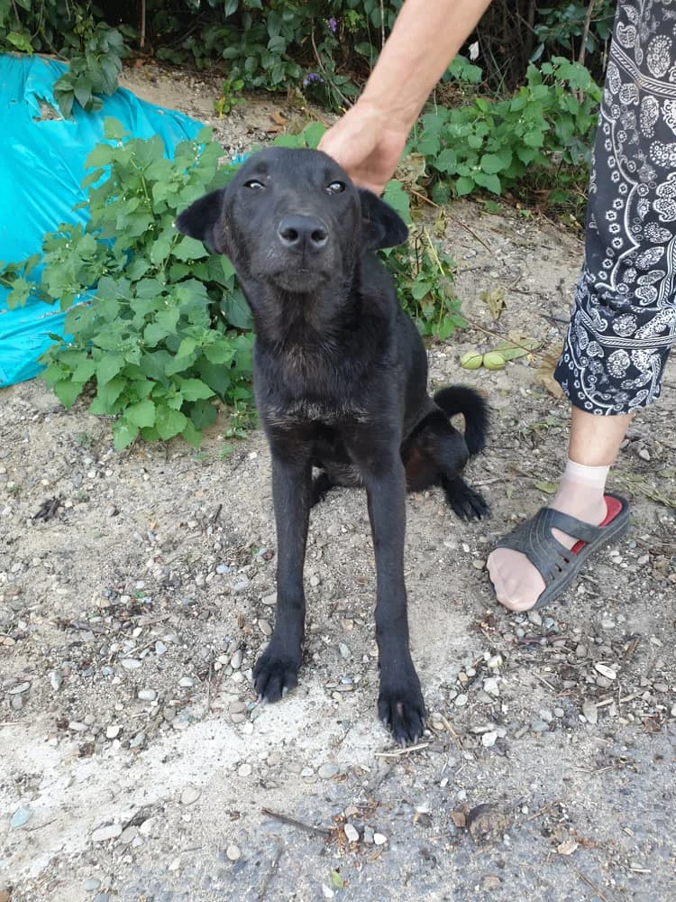 Tonia, female 4yo Mixed Breed for adoption at Hope for Future e.V.