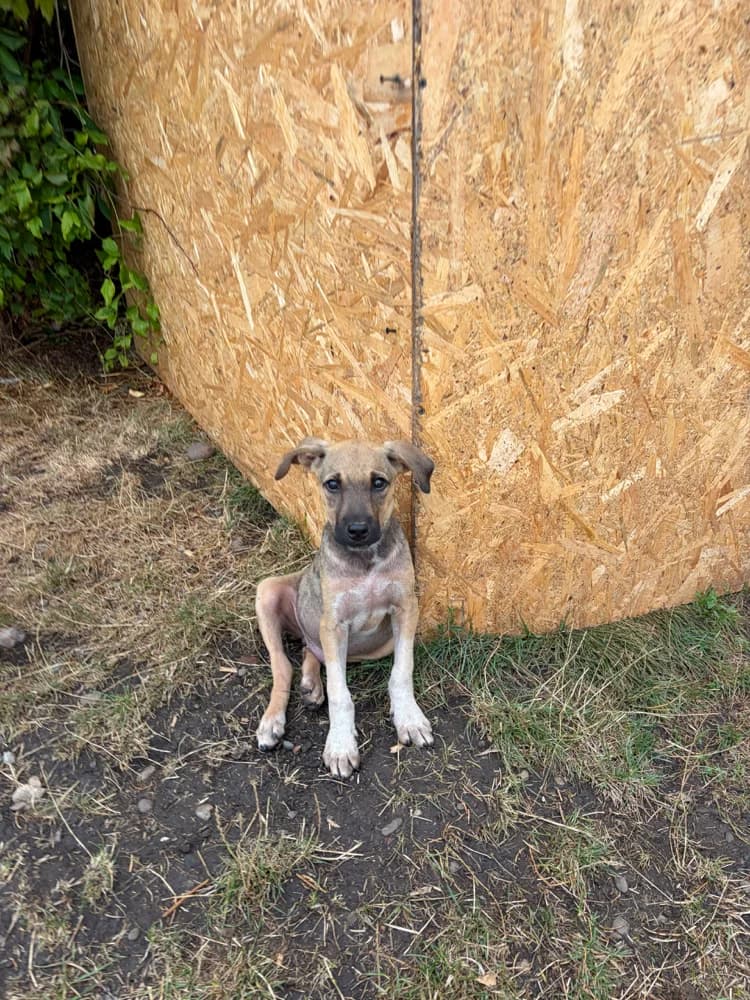 Tonic, male puppy Mixed Breed for adoption at Hope for Future e.V.