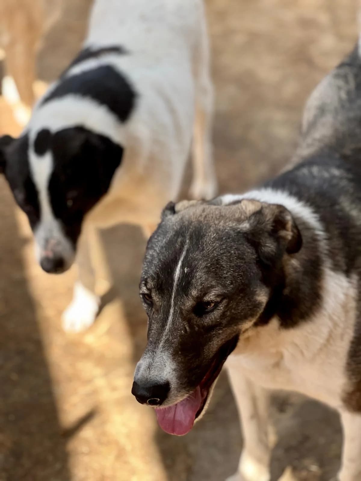 Twix & Bonbon, 4yo Mixed Breed for adoption at Hope for Future e.V.