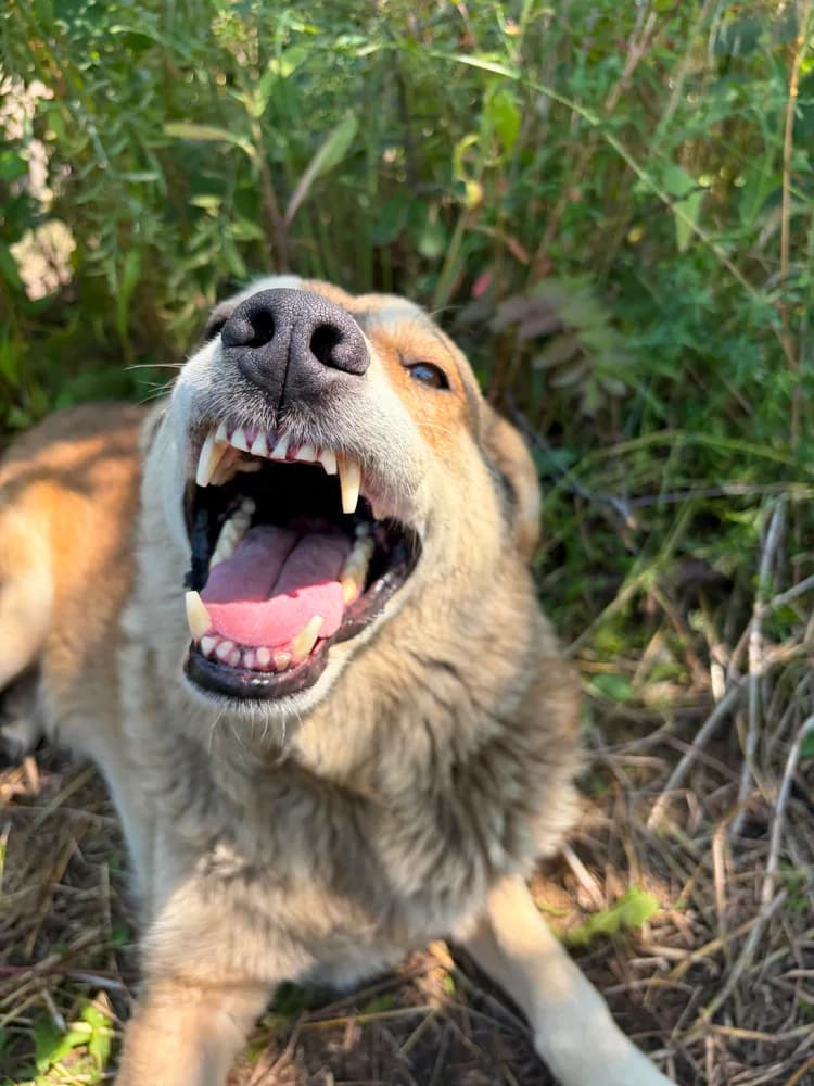 Varian*ca. 09/2019, ca. 55-60 cm, male 7yo Mixed Breed for adoption at Hope for Future e.V.